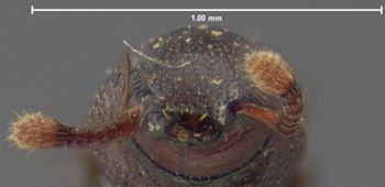 Media type: image;   Entomology 8439 Aspect: head frontal view